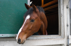 Breezer_1 Breezer_1