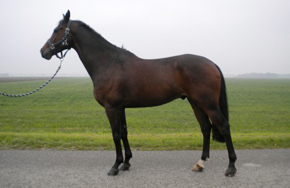 Whizzard_5